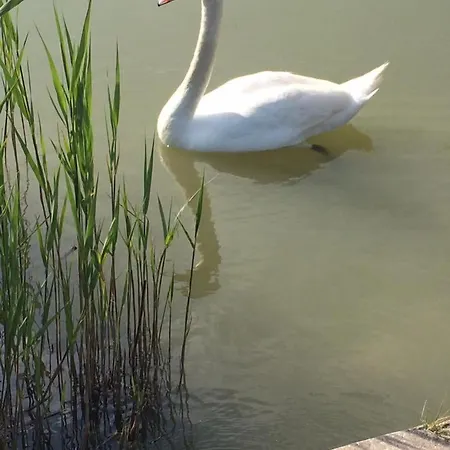 Tóparti Wellness Apartman Delux *